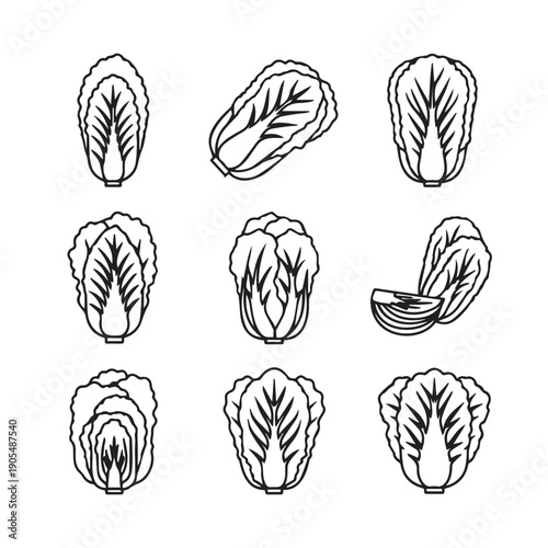 Napa Cabbage Icons: Whole and Halved, Outline Illustration, Stock Media