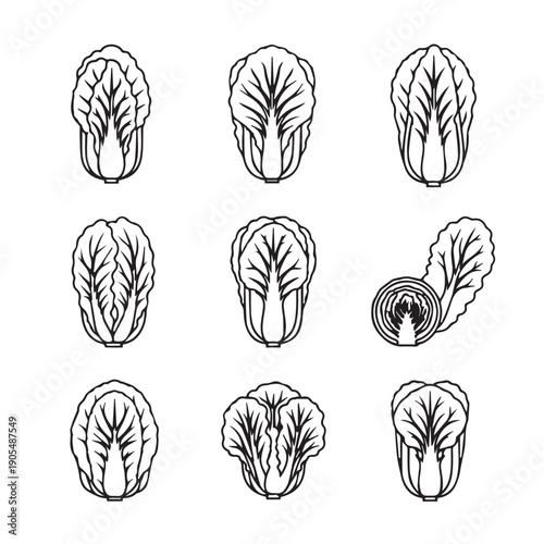 Napa Cabbage Collection: Whole, Halved, and Leaf Illustrations