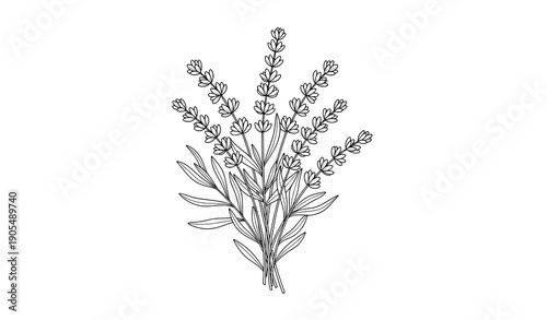 Lavender Line Drawing Floral Bouquet Black and White Botanical Coloring Page Vector