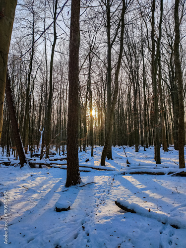 snow covered trees