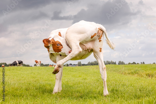 Принти на полотні Calf cow, heifer licking under hind leg showing tiny baby udder, red and white