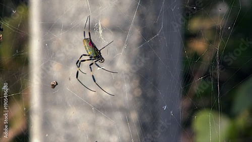 Large Golden Orb-weaver spider with beautiful pattern hangs in web