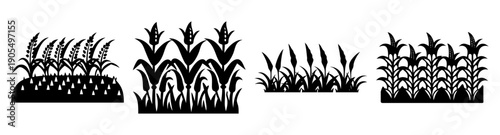 Cornfield vector icon set with black and white line art illustration for agriculture farming harvest season design elements