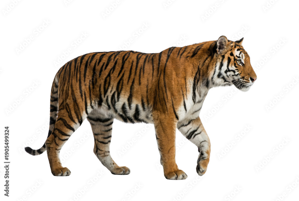 Obraz premium Side view Bengal tiger walking, orange and black striped fur, wildlife predator, Isolated on white background