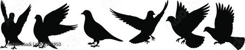Pigeon bird silhouettes set, flying and standing dove collection, wildlife nature animal flight poses isolated on white background illustration