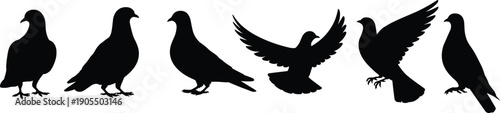 Pigeon silhouettes set, dove bird standing and flying collection, wildlife nature animal poses isolated on white background illustration design