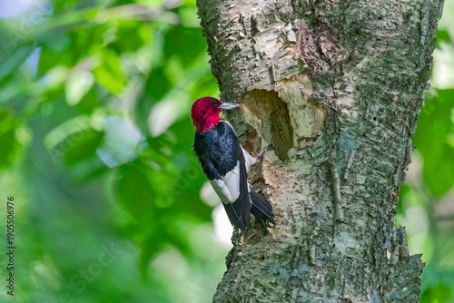 Bilde på lerret The red-headed woodpecker (Melanerpes erythrocephalus)  bringing food for young