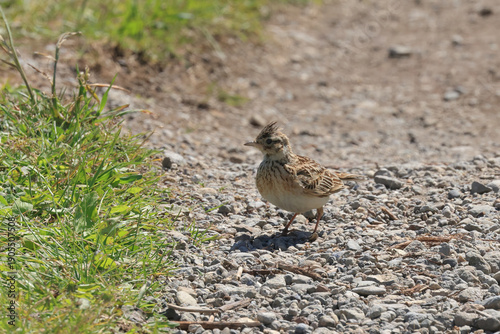 Wallpaper Mural 春の野原に現れた冠羽の立つヒバリ Torontodigital.ca