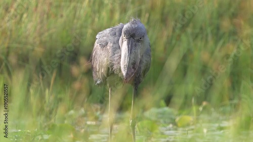 A Shoebill (Balaeniceps rex) successfully hunting and eating in the shallow waters of Mabamba Swamp, Uganda