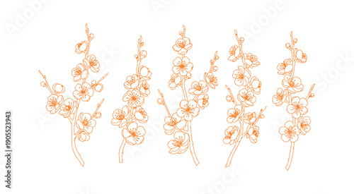 Apricot blossoms, a series of lovely branches illustrated in a delicate thin line. The contours of Japanese sakura flowers. A hand-drawn representation of a cherry or plum blossom branch. Vector