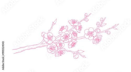 Apricot blossoms, an arrangement of beautiful branches rendered in a graceful thin line. The outline of Japanese sakura flowers. A hand-drawn sketch of a cherry or plum blossom branch. Vector