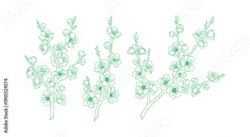Apricot blossoms, a collection of exquisite branches depicted in an elegant thin line. The outline of Japanese sakura flowers. A hand-drawn sketch representing a cherry or plum blossom branch. Vector 