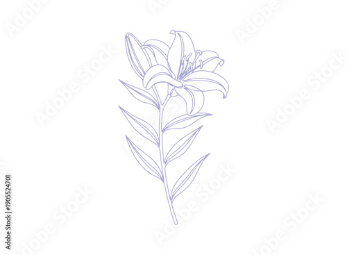 An elegant and artistic single-line illustration of a blooming lily flower accompanied by leaves, designed in a minimalist color palette against a white backdrop. One-line icon of a lily flower.