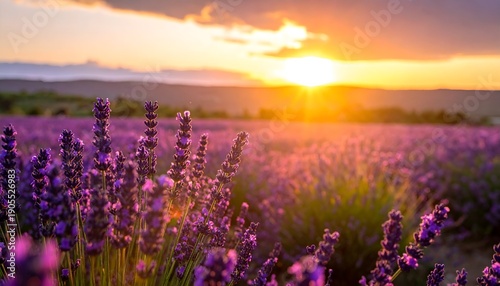 Lavender blooms, vibrant purple flowers bask in the golden sunset light over distant hills, a serene scenic view