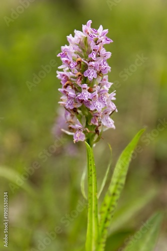 Common spotted orchid (dactylorhiza fuchsii) growing in a field in summer, Saaremaa, Estonia, Europe.