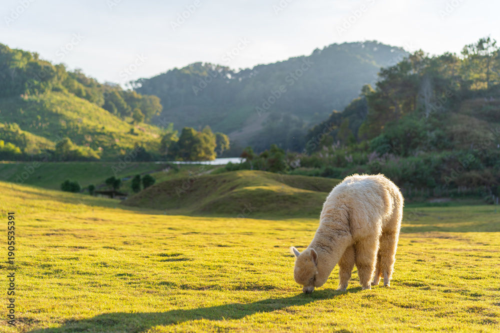 Naklejka premium one alpaca grazing on lawn or field meadow and valley alone in agriculture alpacas farm livestock on nature park mountain and white mammals animal life in cold city farmland at Mae Hong Son Thailand