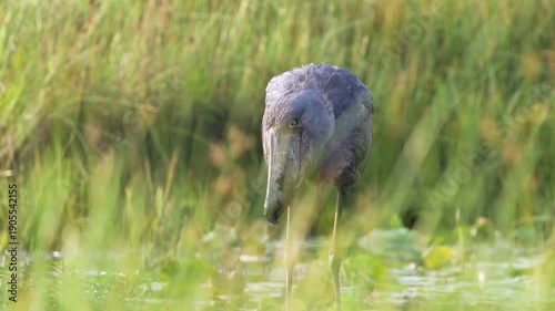 A Shoebill (Balaeniceps rex) successfully hunting and eating in the shallow waters of Mabamba Swamp, Uganda
