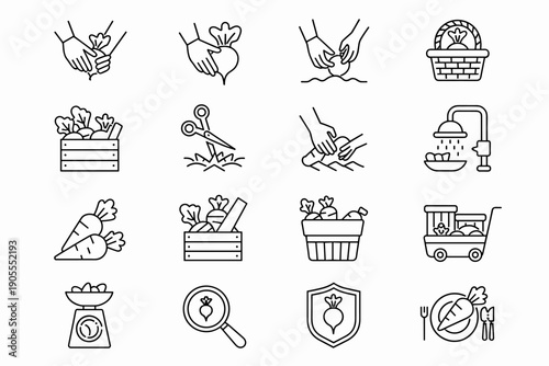 Agricultural harvesting process line icons showing organic vegetable cultivation from farm garden to dinner table
