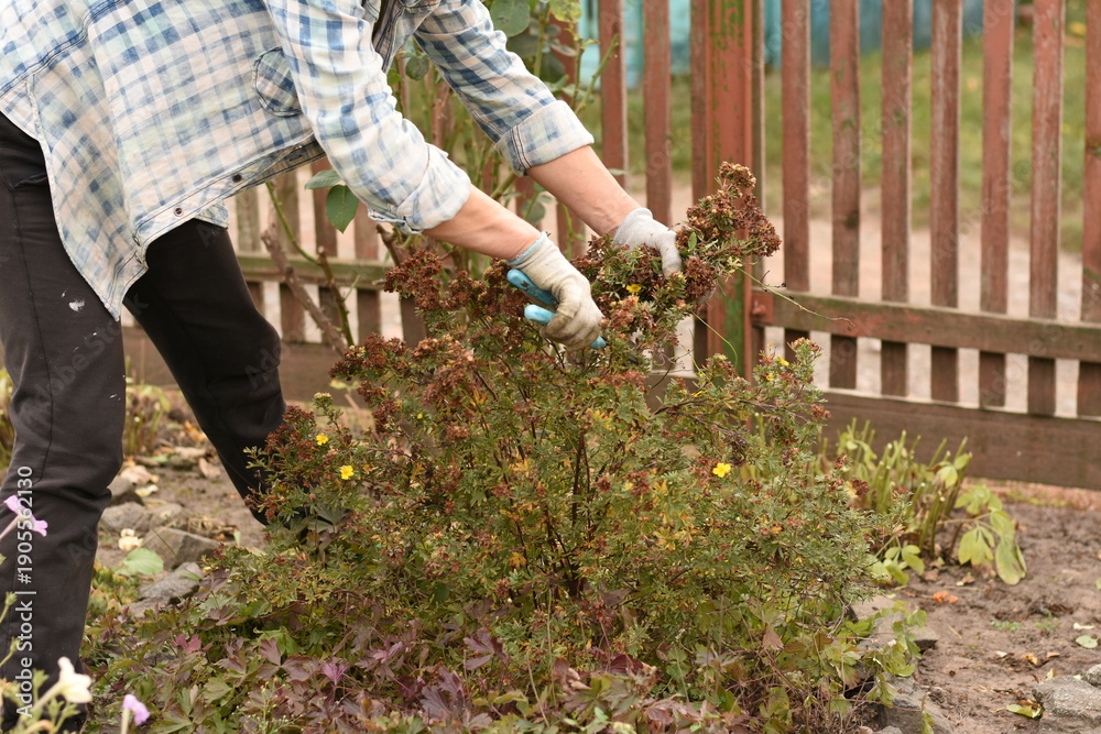 Naklejka premium Woman standing near green plant carefully trimming stems with garden shears. Home gardening, seasonal yard work, natural outdoor setting.