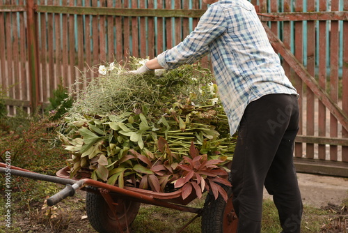 Woman putting cut plants onto red garden cart with wooden fence in background. Gardening cleanup and seasonal yard work.
