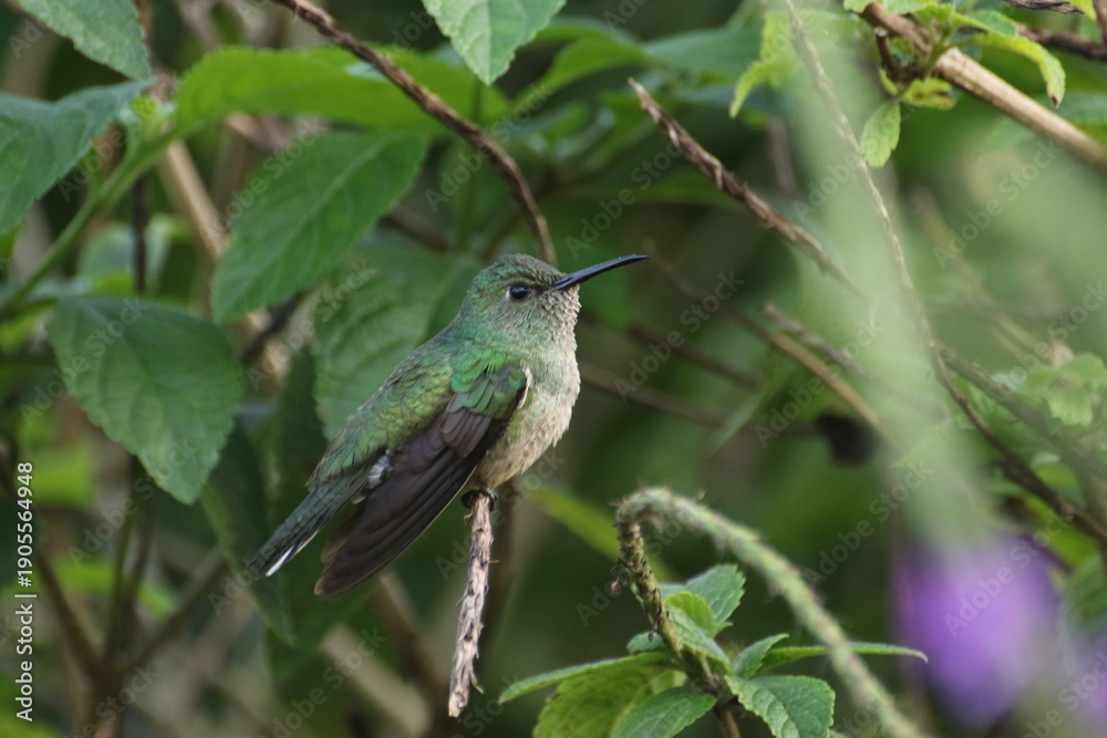 Fototapeta premium Hummingbird, La Fortuna National Park, Costa Rica