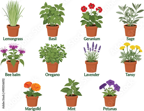 Potted herbs and flowers illustration set, lemongrass basil geranium sage lavender mint marigold oregano petunia bee balm tansy garden plants