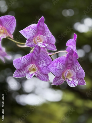 Orchids clinging to a tree, in full bloom, against a softly blurred background, is a natural depiction of epiphytic plants that emphasizes tropical beauty, botanical details.