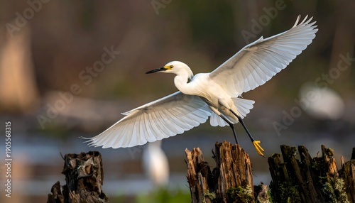 Snowy egret soaring above weathered wood posts. White feathers glow with the morning light