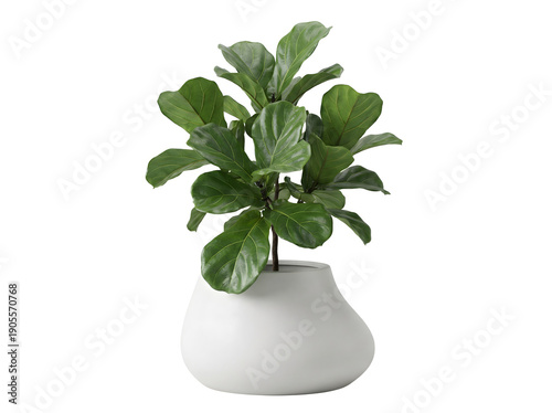 Elegante Geigenfeige (Ficus lyrata) mit großen Blättern