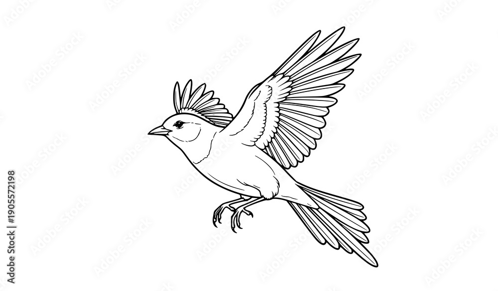 Fototapeta premium Black and white flying bird line art vector illustration with detailed wings on white background