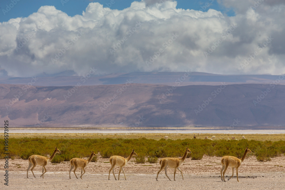Naklejka premium Vicuna