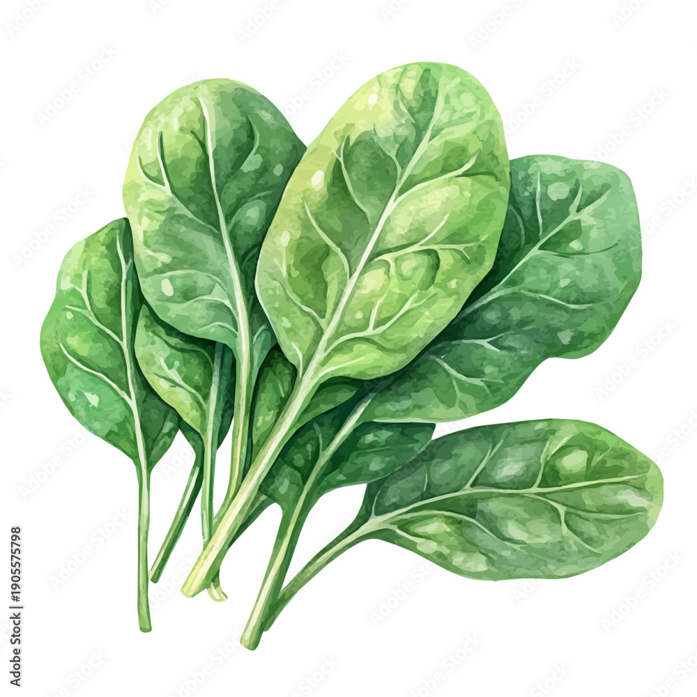 Fototapeta premium Spinach, realistic watercolor illustration vector, isolated on a white background.