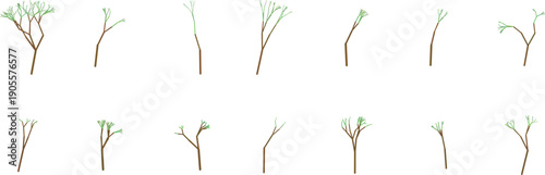 Sequence of blossoming plant stages