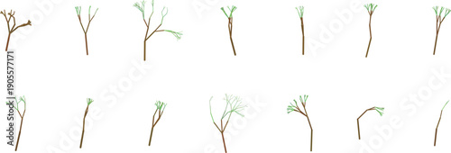 Sequence of blossoming tree branches