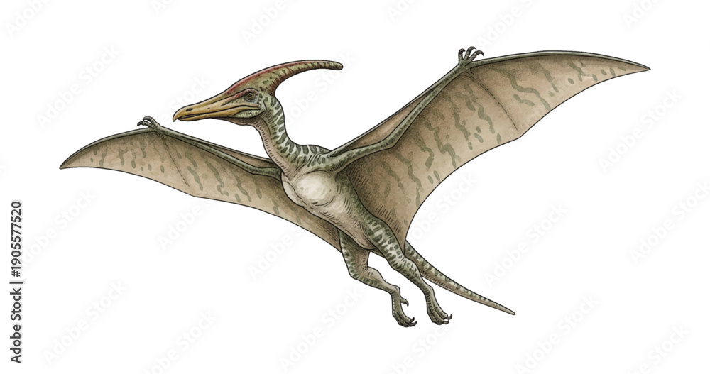 Obraz premium A Pterodactyl dinosaur flying with large wings and a long beak against a black background