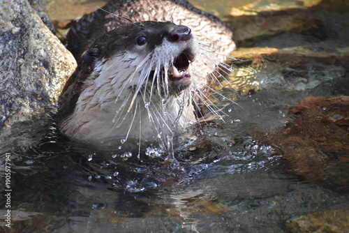 Foto 高知　動物県　四国　高知県立のいち動物公園　カワウソ