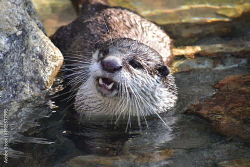 Bild auf Leinwand 高知　動物県　四国　高知県立のいち動物公園　カワウソ