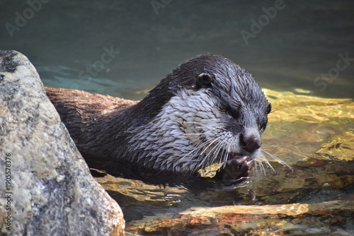 Photos 高知　動物県　四国　高知県立のいち動物公園　カワウソ