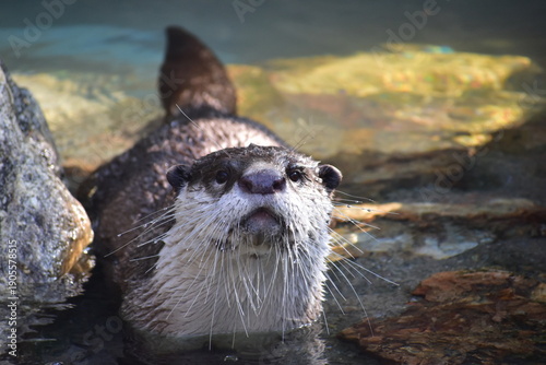 Φωτογραφία 高知　動物県　四国　高知県立のいち動物公園　カワウソ