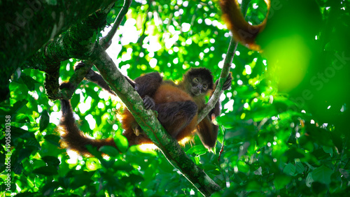 Billede på lærred Geoffroy's spider monkey (Ateles geoffroyi) in the Corcovado National Park in Co