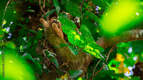 Sleeping sloth with baby in a tree in Corcovado National Park in Costa Rica