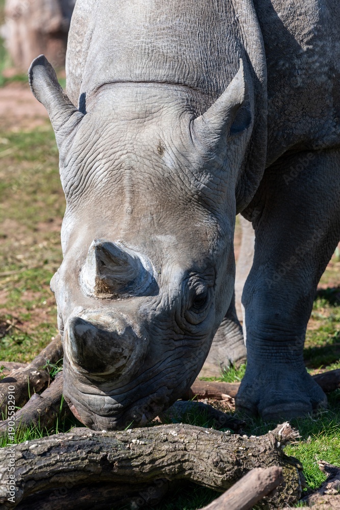 Obraz premium Head shot of an eastern black rhino (diceros biconis michaeli)
