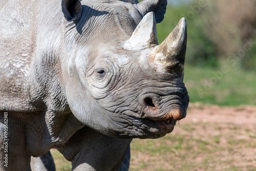 Fotografie Head shot of an eastern black rhino (diceros biconis michaeli)