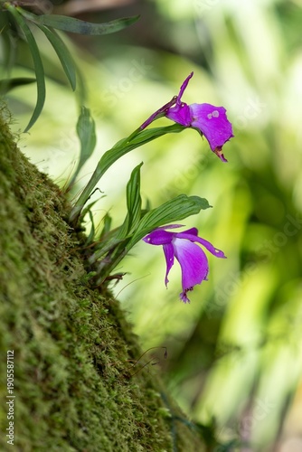 Tableau sur toile Close up of pink windowsill orchids (pleione formosana) growing on a mossy tree