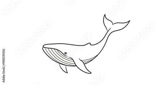 Minimalist Whale Illustration, Simple Line Art Ocean Mammal
