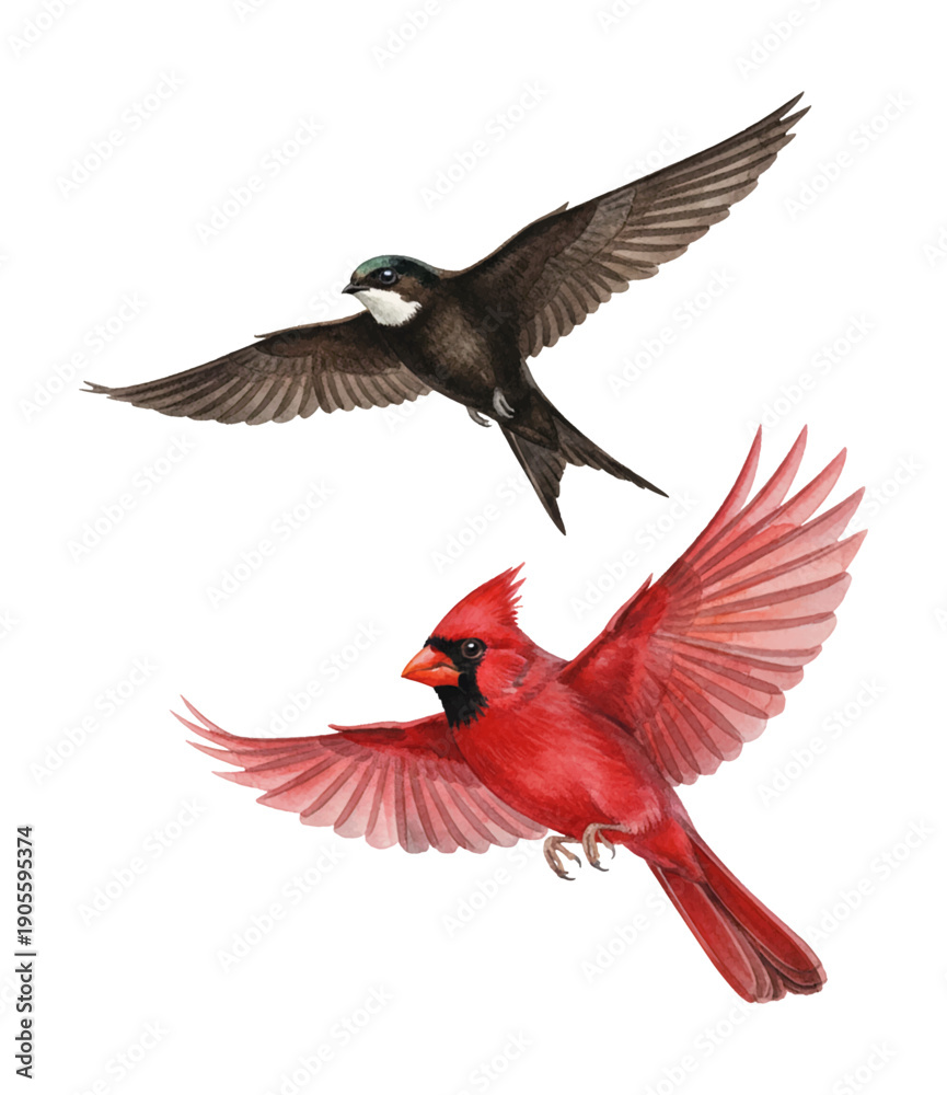 Fototapeta premium Two beautiful flying birds a brown swallow and a red cardinal in graceful airborne motion