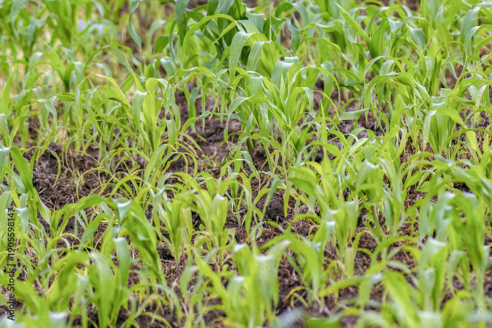 Obraz premium Very young corn plants growing on a field, in a farm in the eastern Andean mountains of central Colombia, near the Iguaque natural reserve.