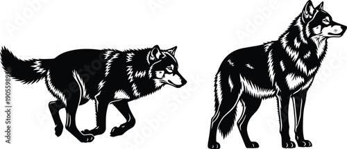 Black and white vector illustration of wolves in stalking and standing postures with detailed fur patterns for wildlife, anatomy, and artistic design themes