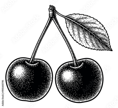 Line art illustration of two cherries with a leaf depicting natural produce for food and health designs