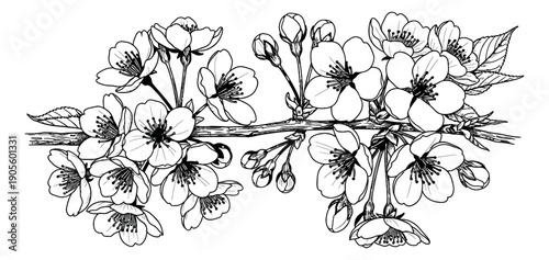 Hand drawn line art illustration of a cherry blossom branch depicting delicate blooming flowers and buds for spring themed designs